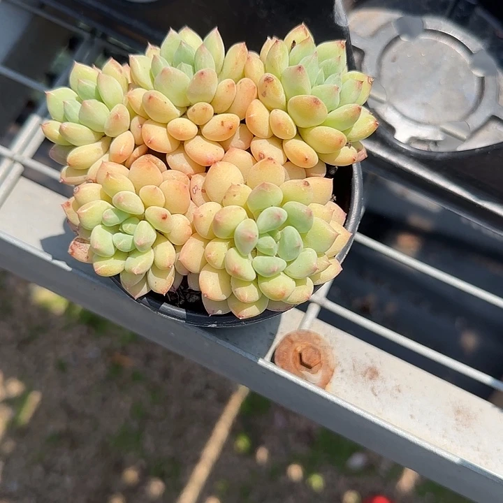 青蛙王子儿童牙膏111