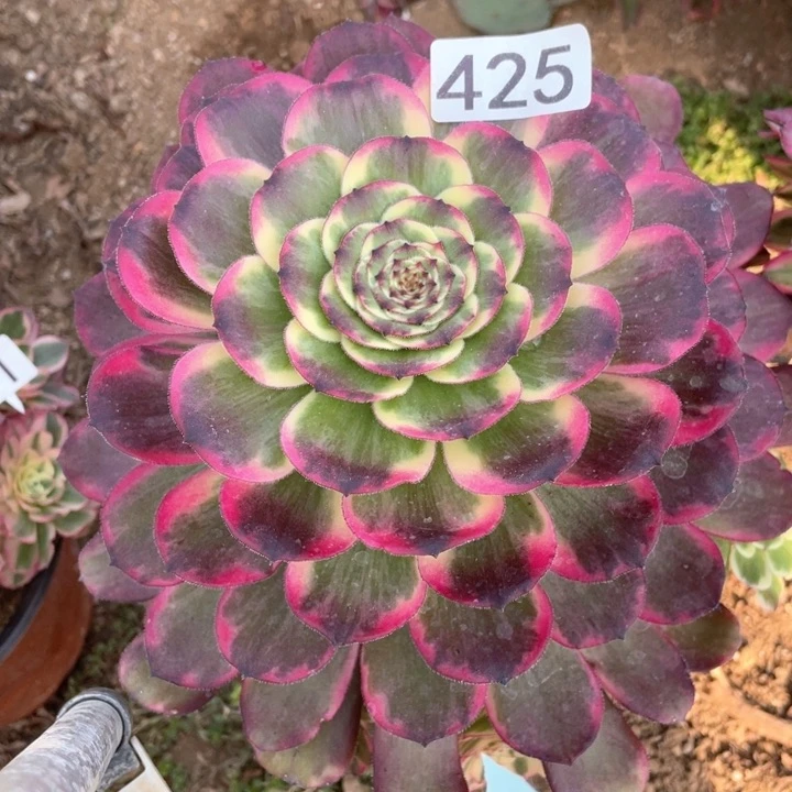 425多肉植物黑金刚