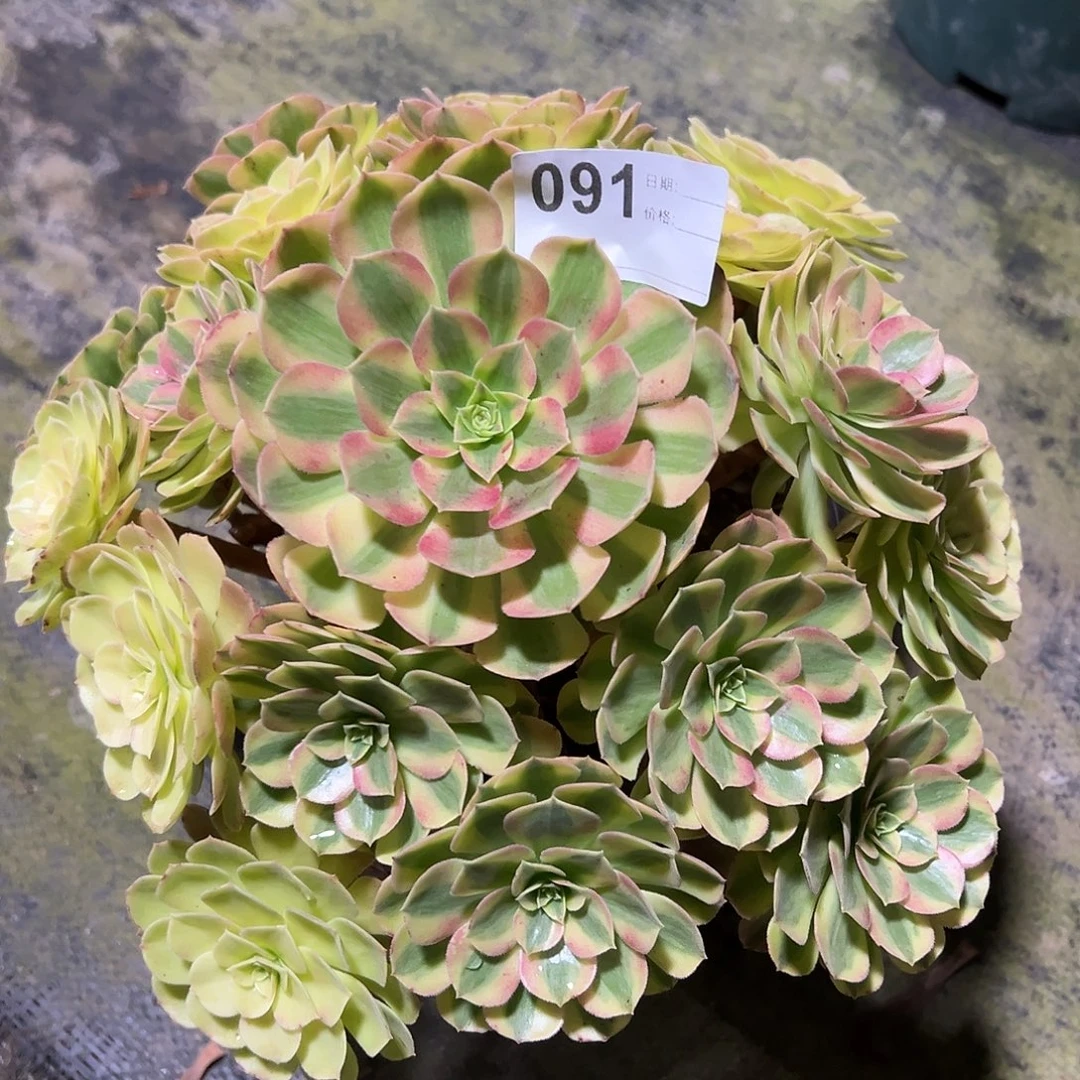 091雨荷多肉法师植物