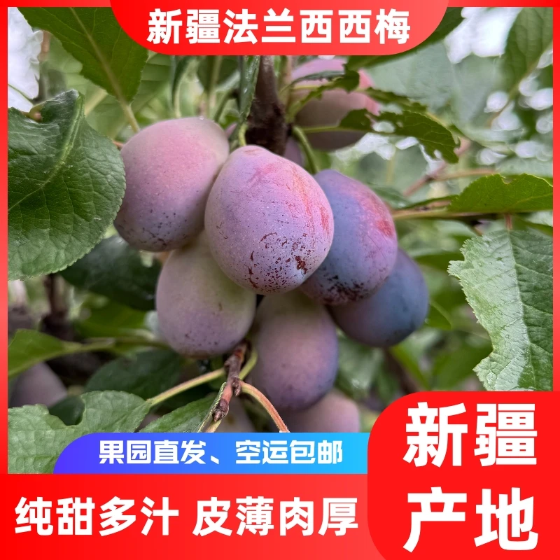 【空运发货】新疆伊犁法兰西梅到手4斤西梅应季水果EMS