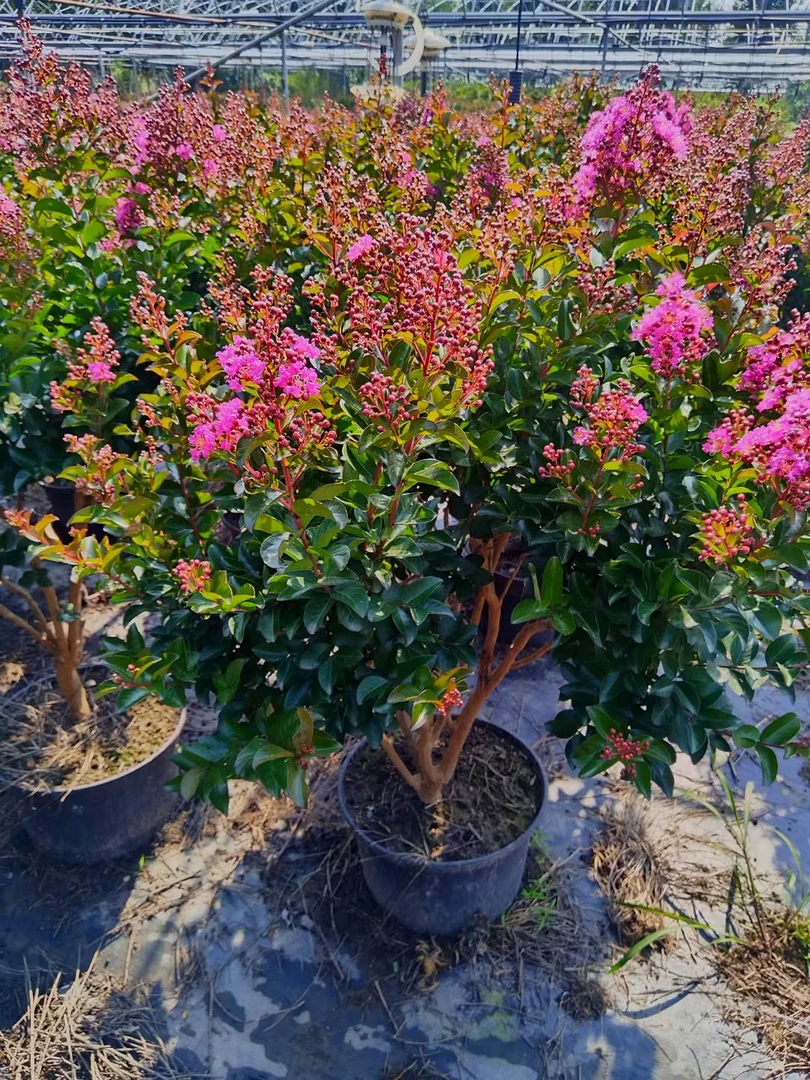 美国进口百丽矮生紫薇