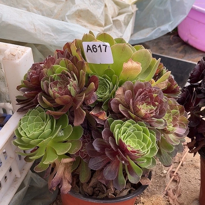 花月夜多肉植物617