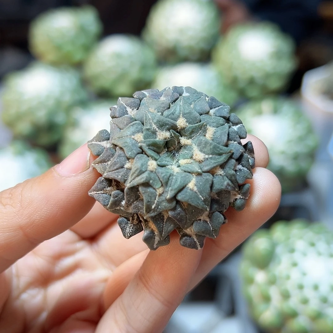 自根馒头姬牡丹3.5公分