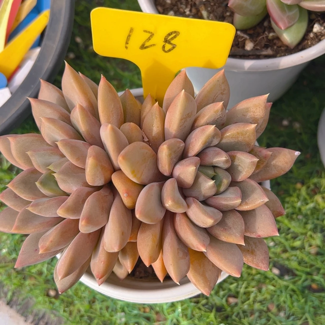 香玉等多种名贵的产品和