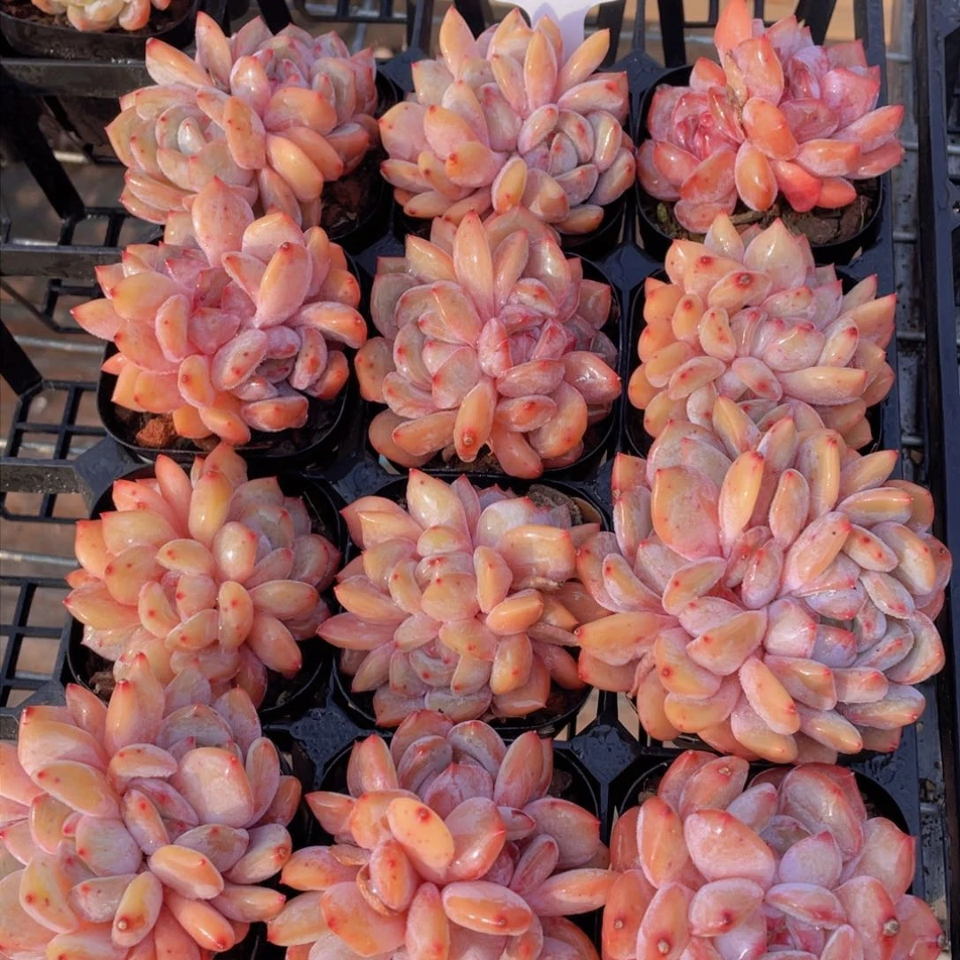 1347号韩橙朵朵缀开播福利一个