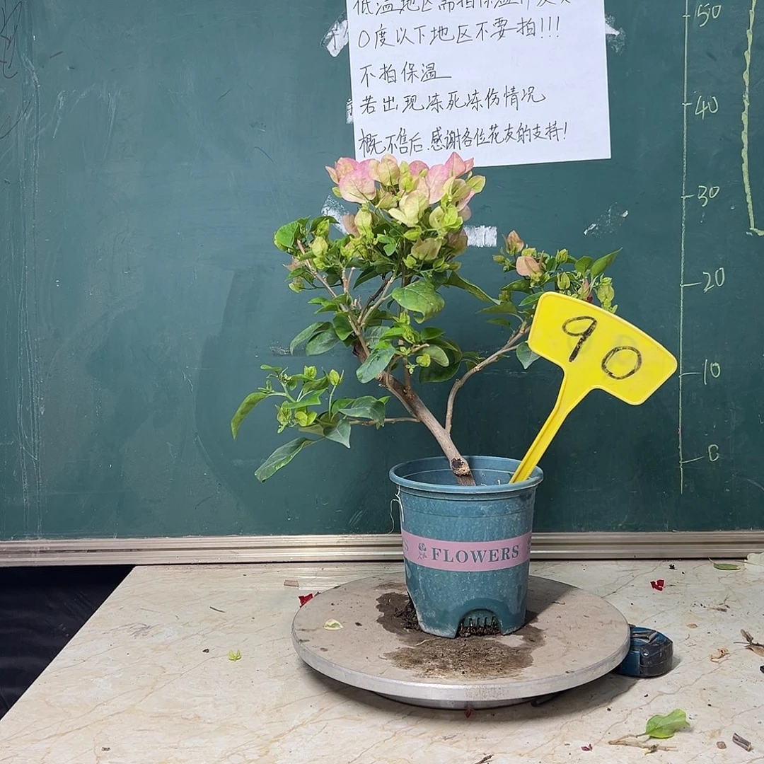 完全开放造型 绿五宝 90