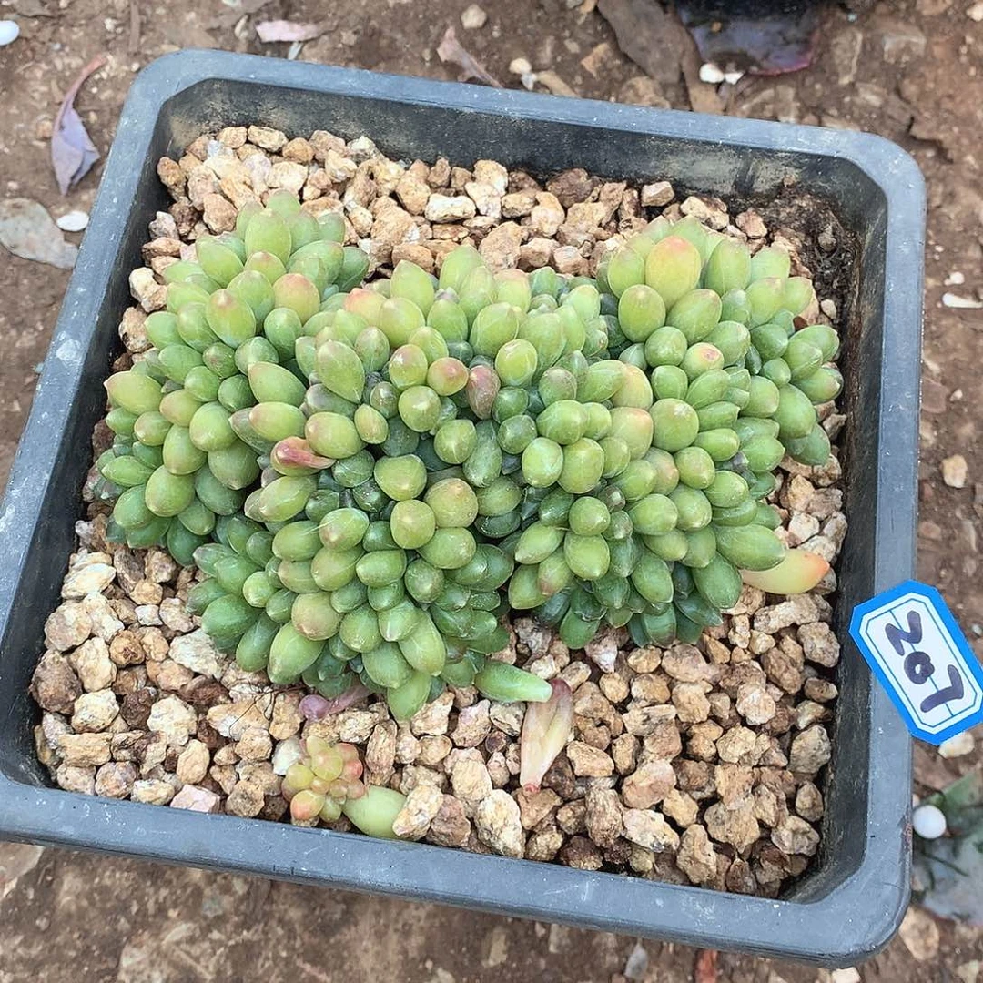 207千代田缀一物一拍多肉