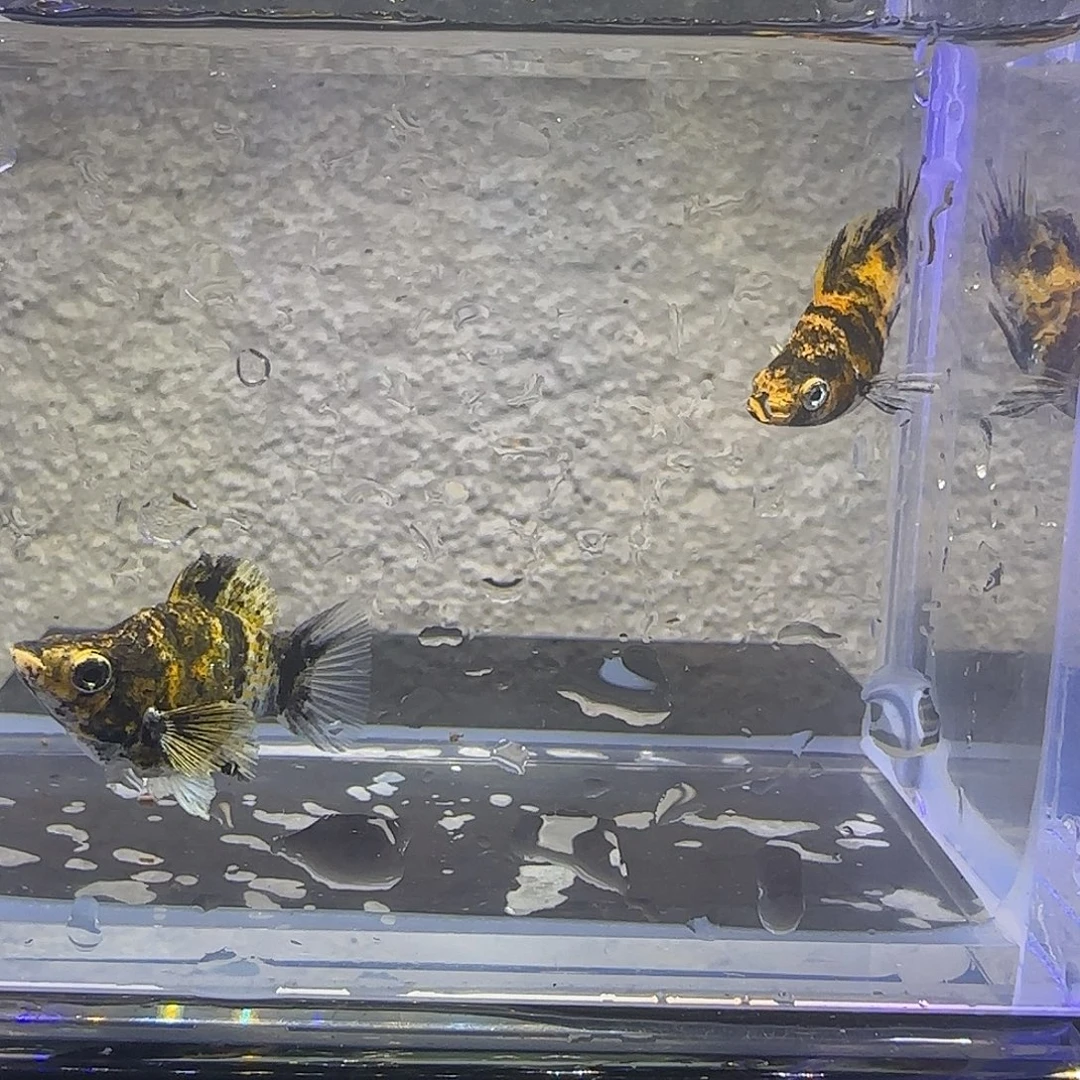 孔雀鱼小老虎圆尾玛丽