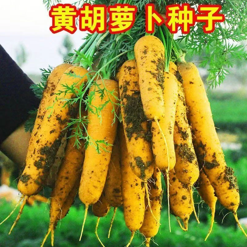 【全店满8包包邮】【124】齐头黄胡萝卜种子