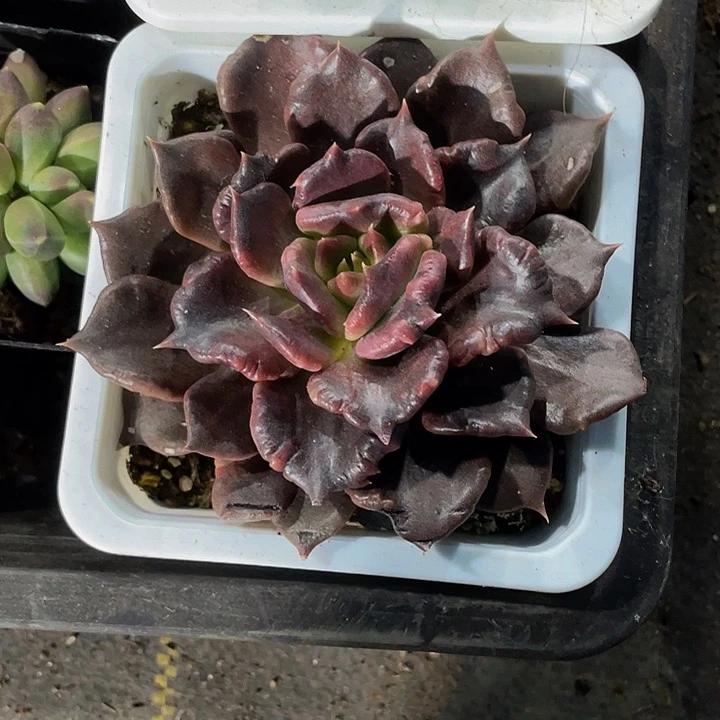 大黑饺子9.9带盆土