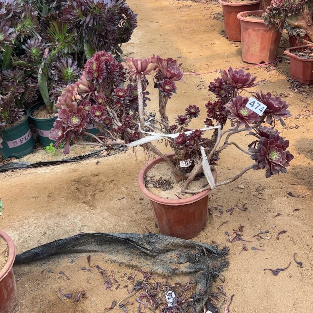 铜壶朵缀474有伤晃荡不包损