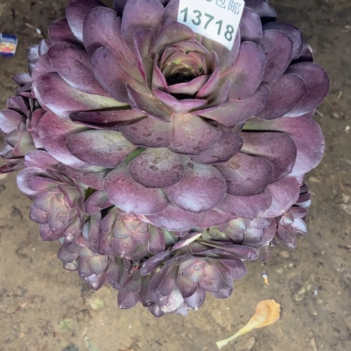 13718玫瑰多肉植物