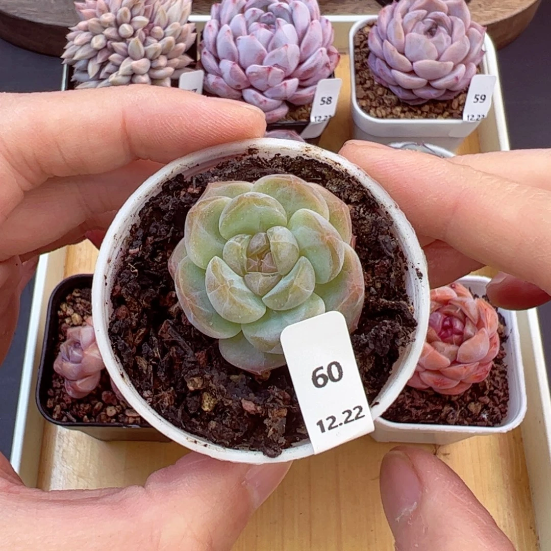 好好看60、哈哈哈哈