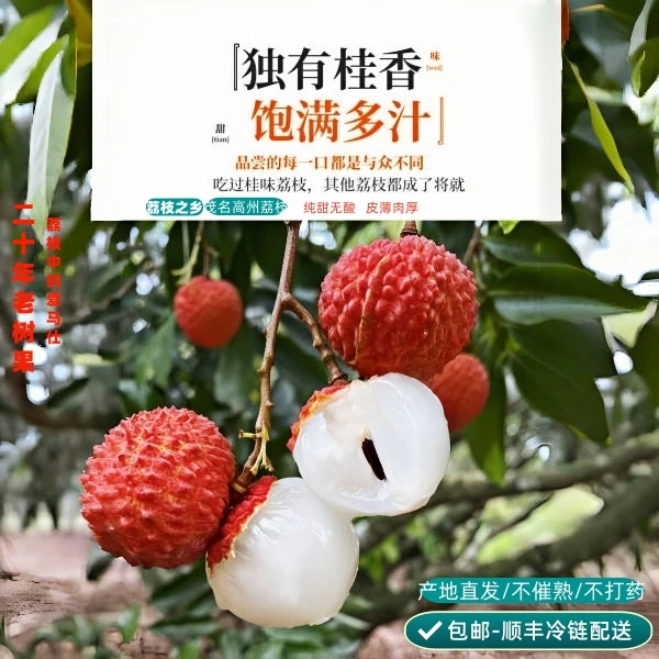 广东茂名高州老树头茬桂味荔枝现摘现发顺丰冷链包邮特大超大爆汁