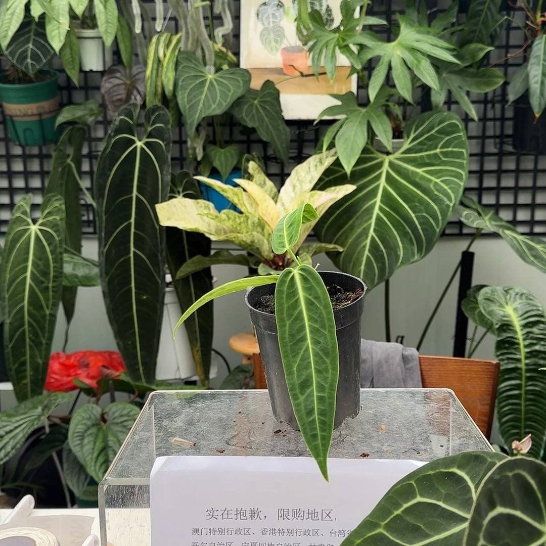 完全开放I128火鹤后