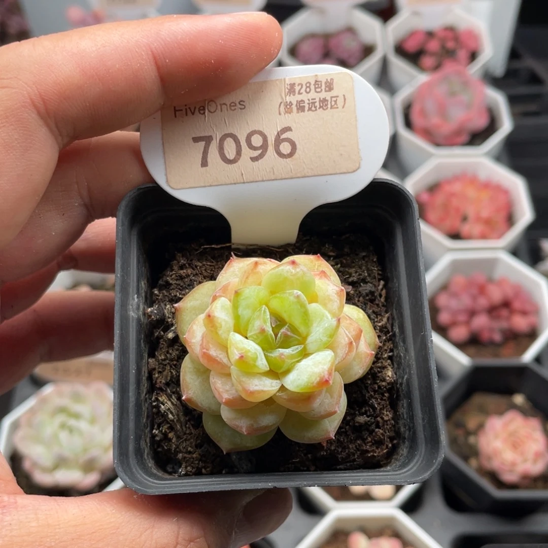 冰葡萄7096-4厘米