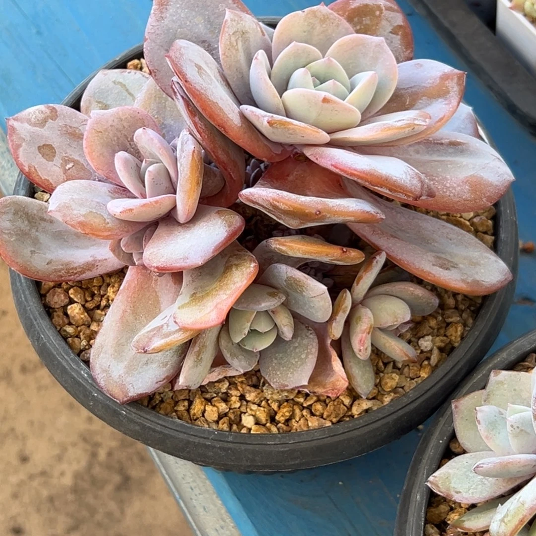 毛***美新年快乐 新年快乐