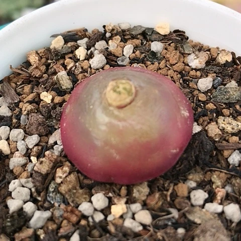 多肉肉锥 2.4Cm 灯泡