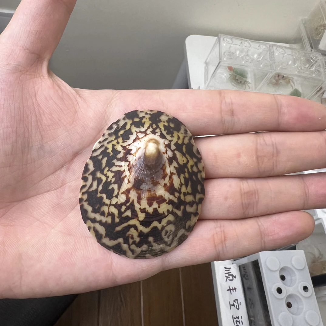 精美贝壳将军鲍海缸装饰鱼缸装饰