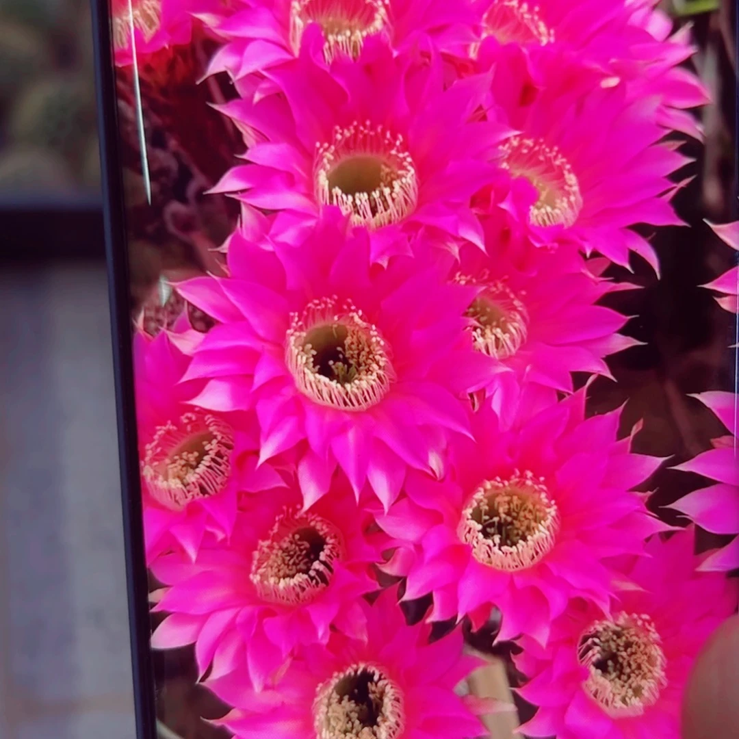 下68金刚10 歪无根侧芽4公分左右20包邮