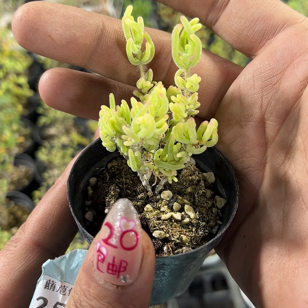 荧光兔锦单头发货有根