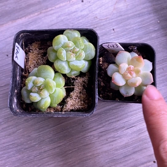 y43独家甜心左边模特出右边