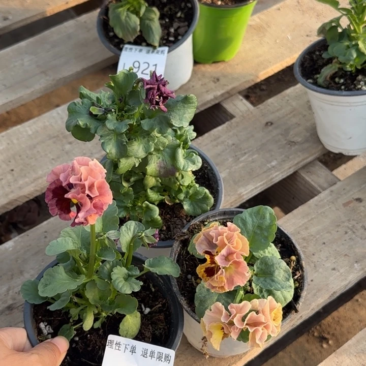 巴***某无花朵L925两棵小苗默认苗晃零下5勿拍
