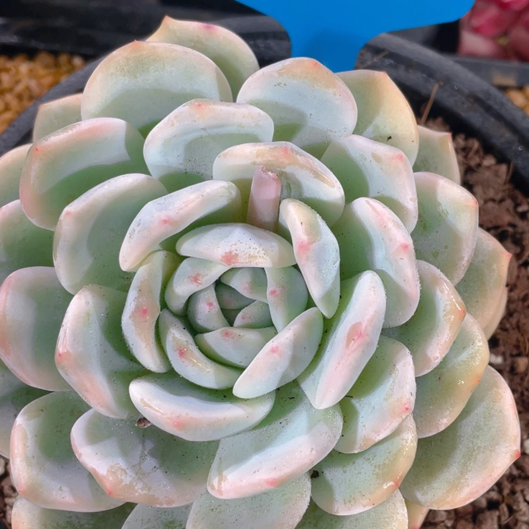 0216-6-梦露锦大福利一颗