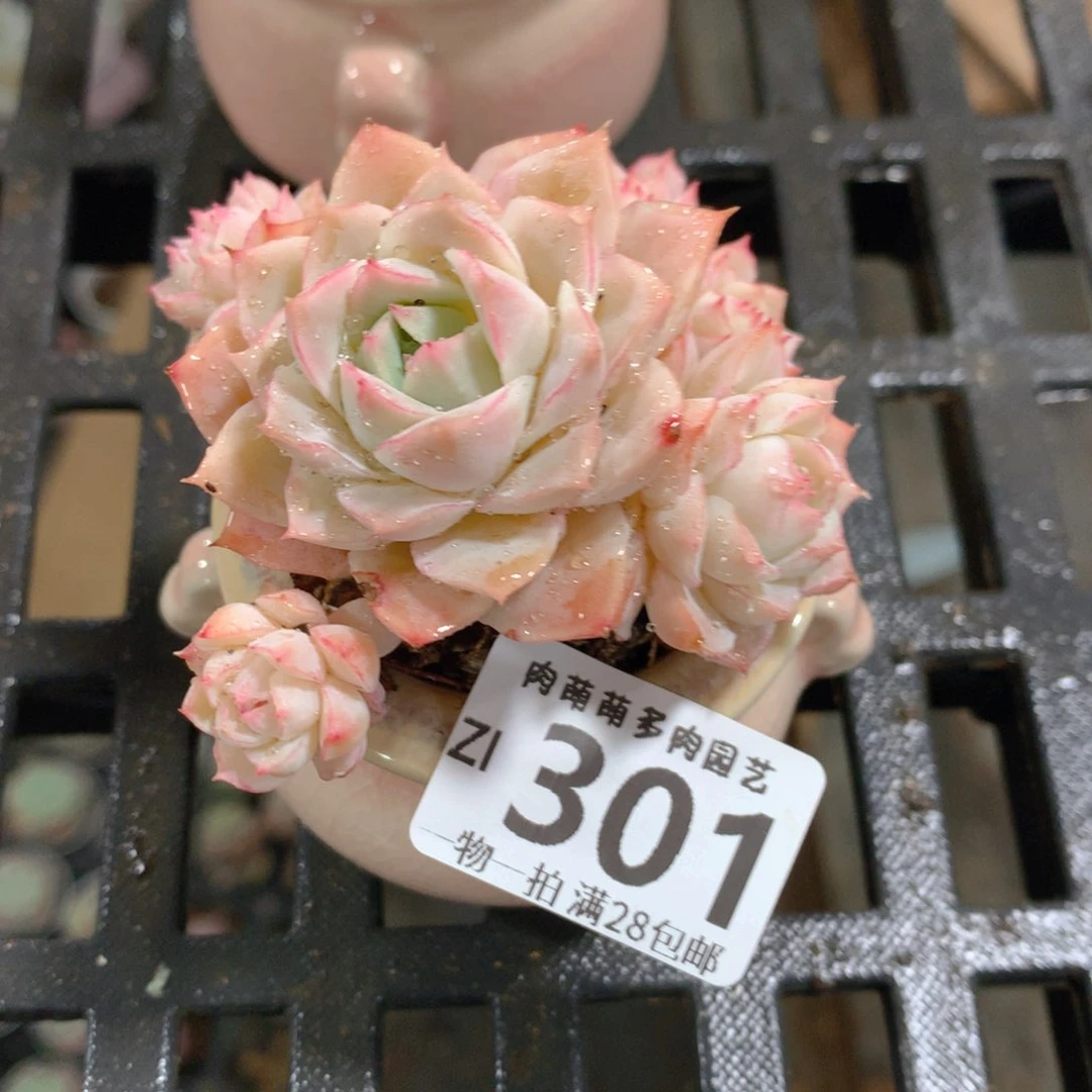 肉萌萌拇指盆精控多肉ZI301