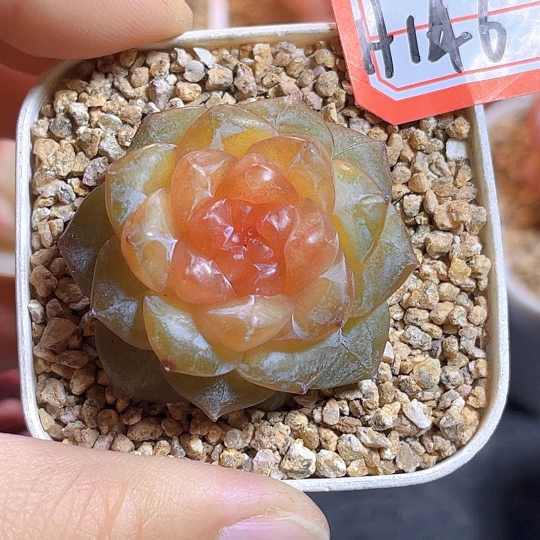 H146  新品珍妮满18包邮