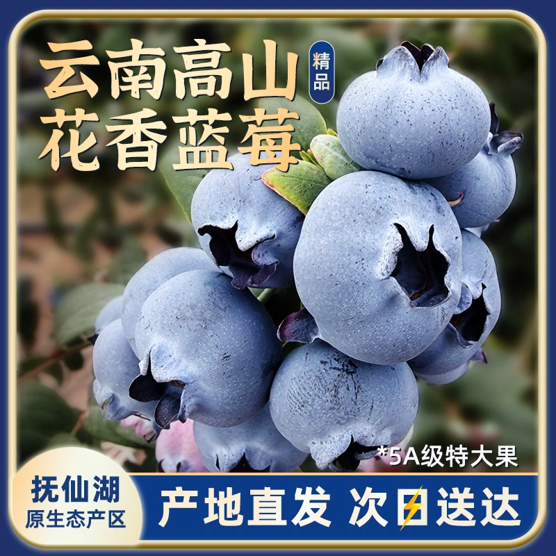 云南抚仙湖花香蓝莓澄江净重脆甜爆汁礼盒装云南省