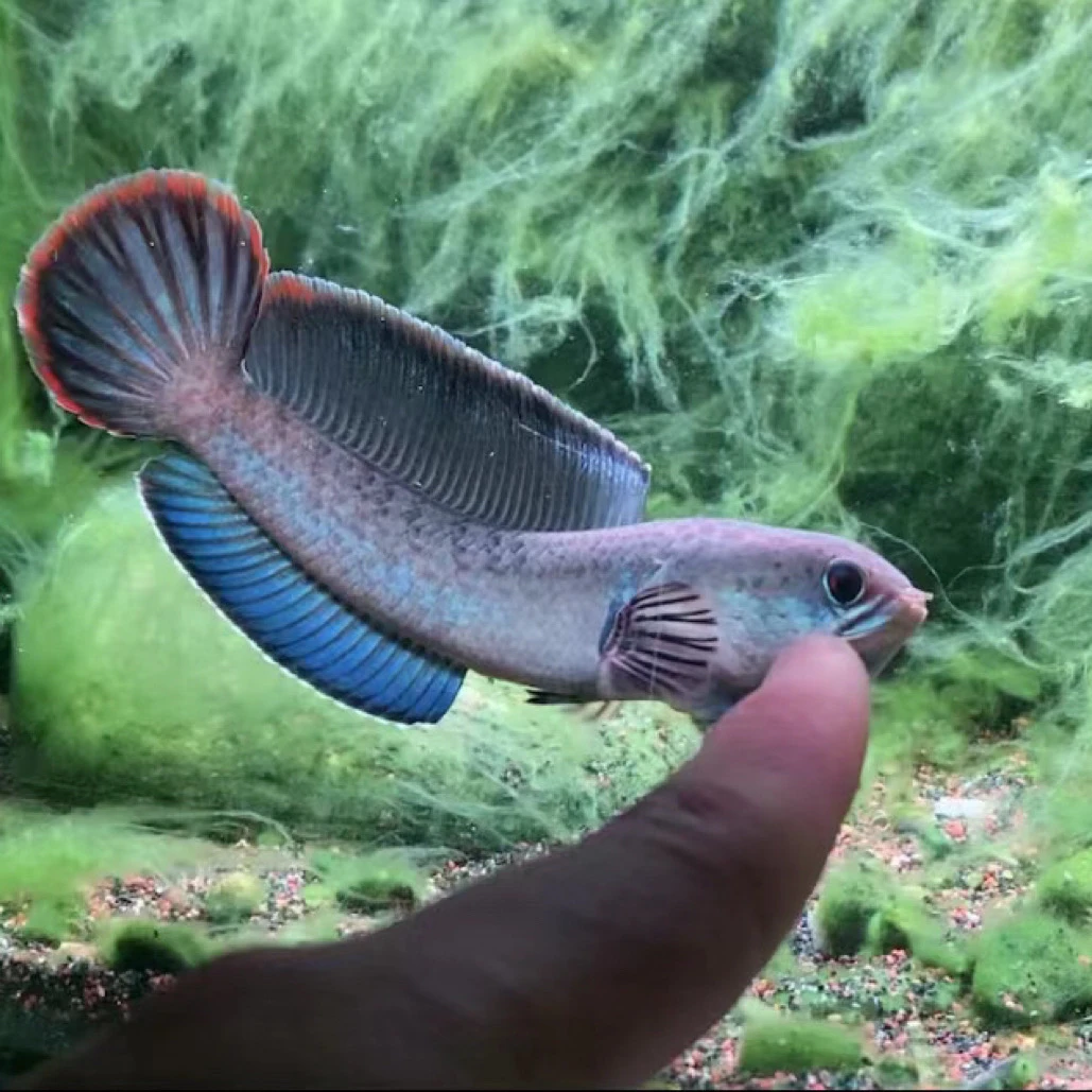 3-4厘米两条酒红雷龙