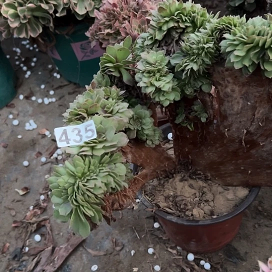 艾***姐多肉植物一个万追