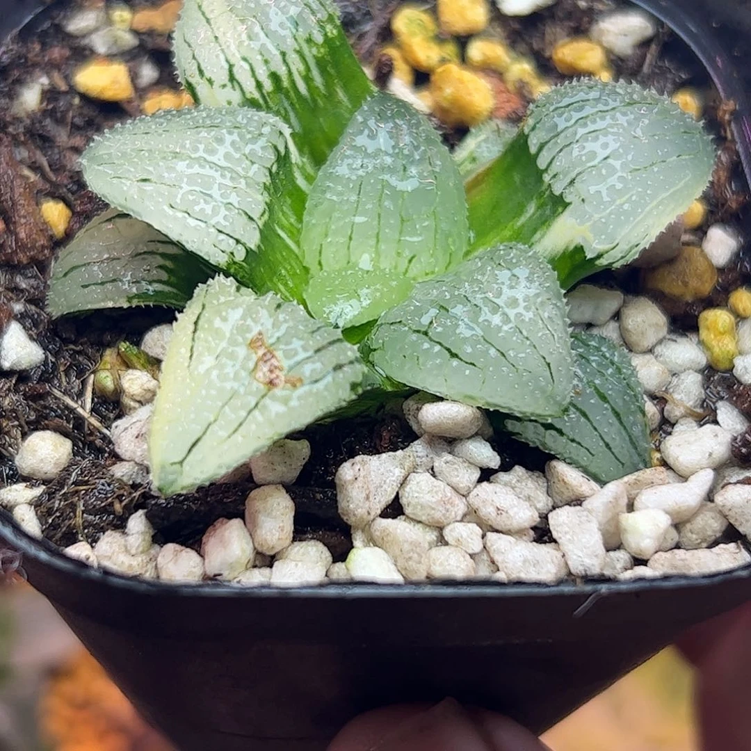 天空之镜锦十二卷多肉