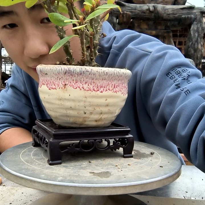 山***风小盆景小植物一物一拍45