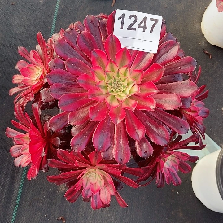 红陶雨**晴1247黑铜白4多肉