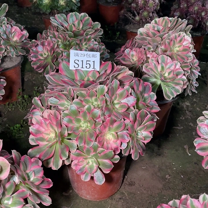 151粉女郎多肉植物