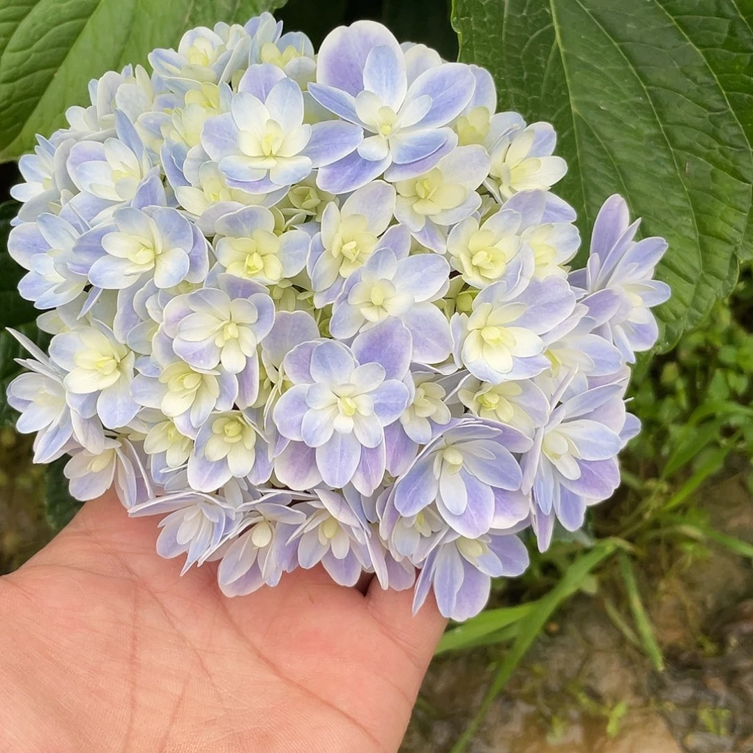 绣球切花一物一拍3枝包邮，211