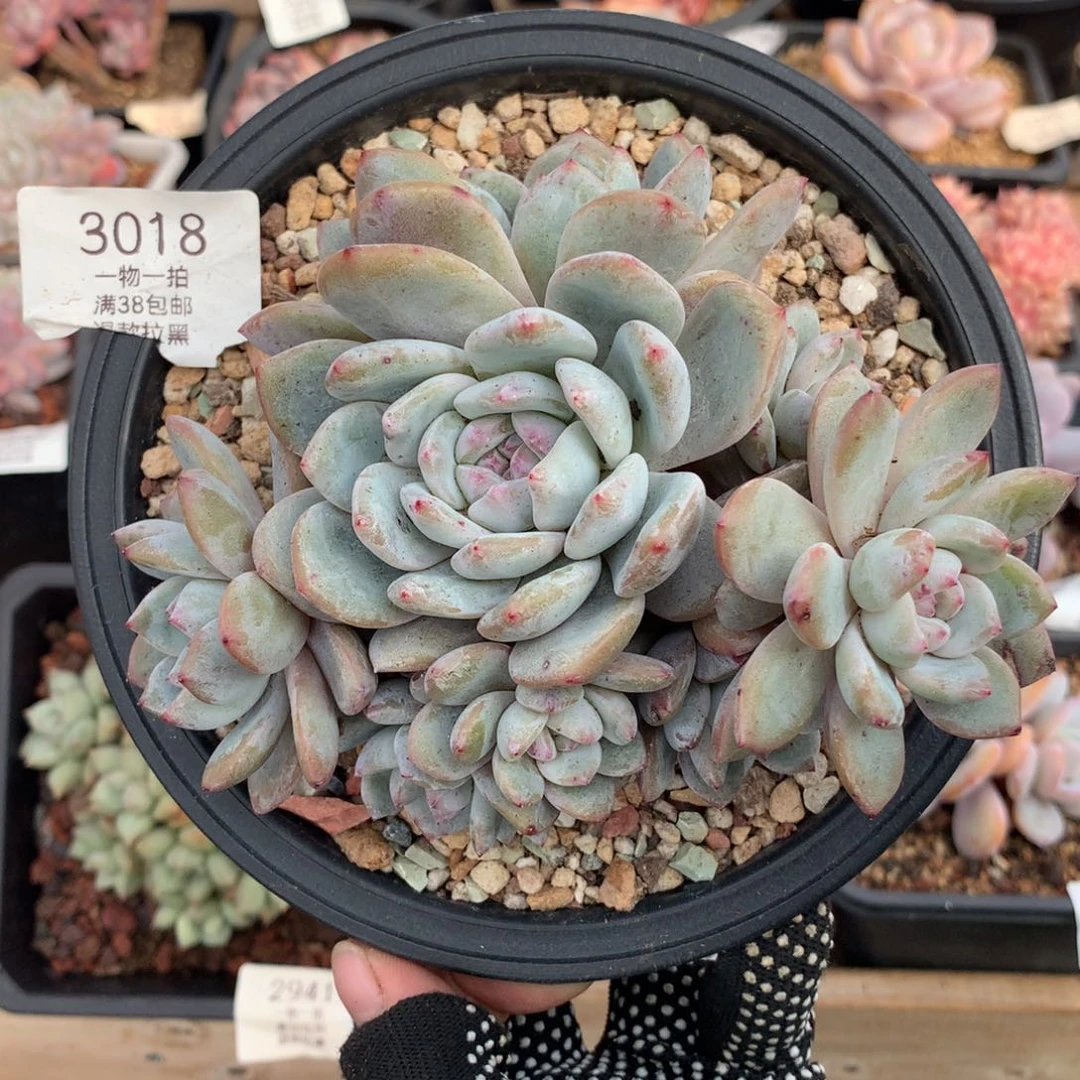 16厘米八头石榴籽有砍3018