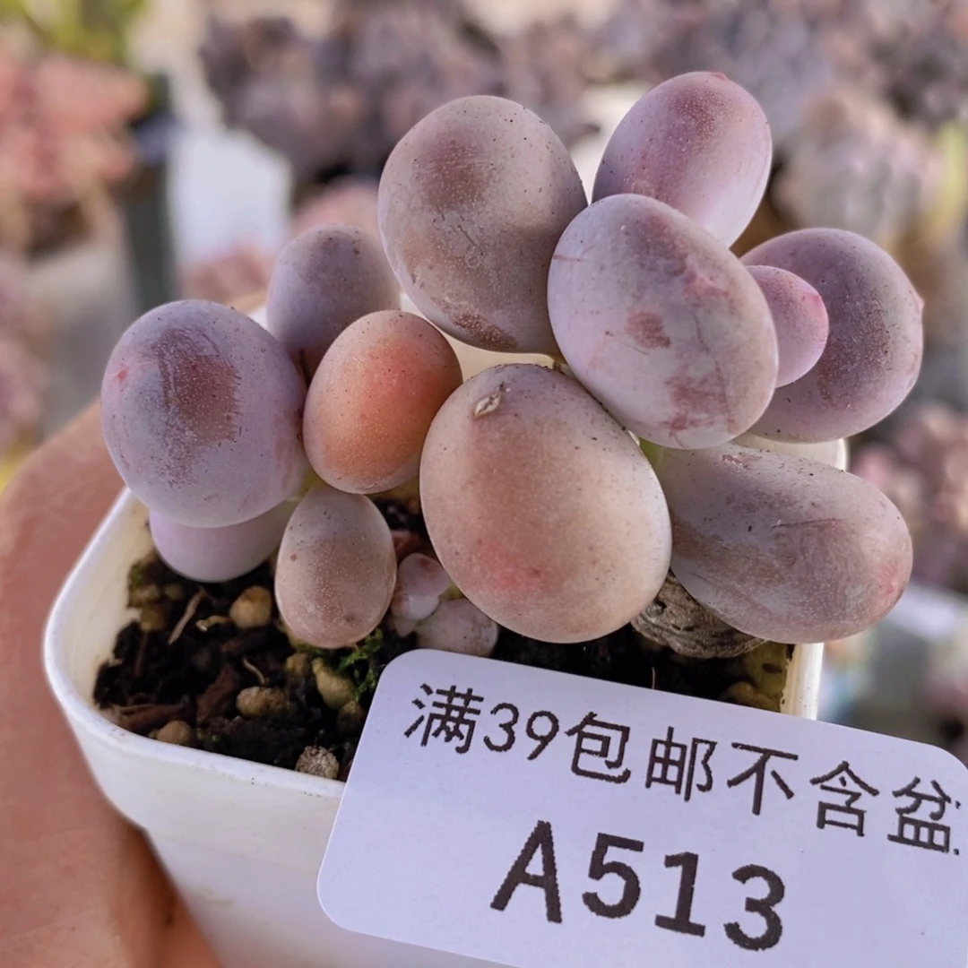 糖豆奶5cm513多肉