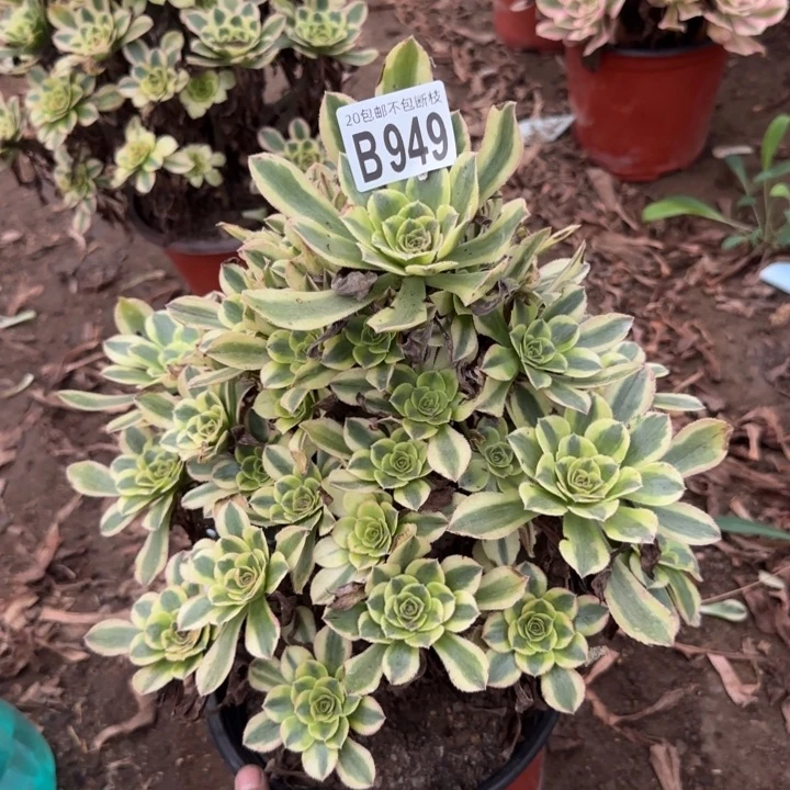 白兰地……多肉植物……