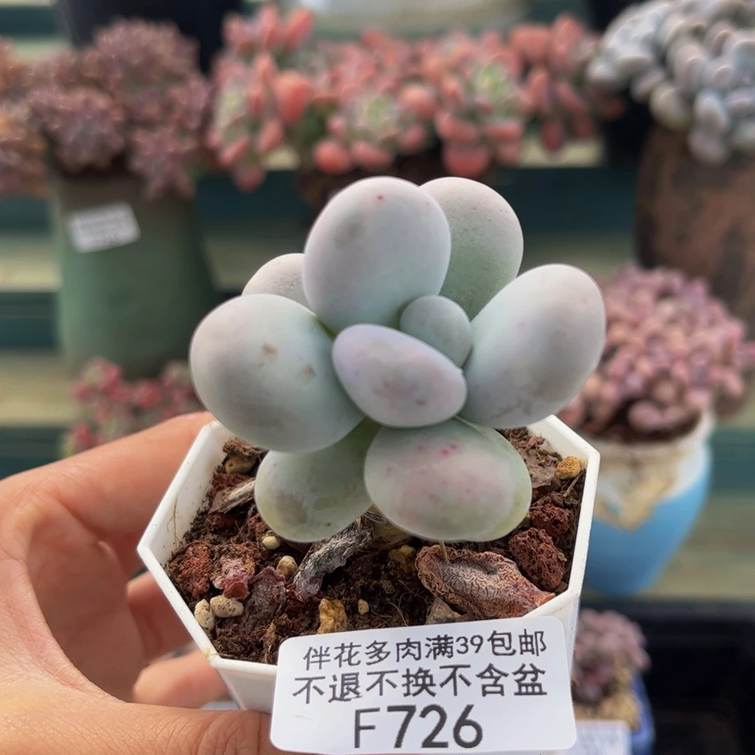 726-芭比奶多肉4cm