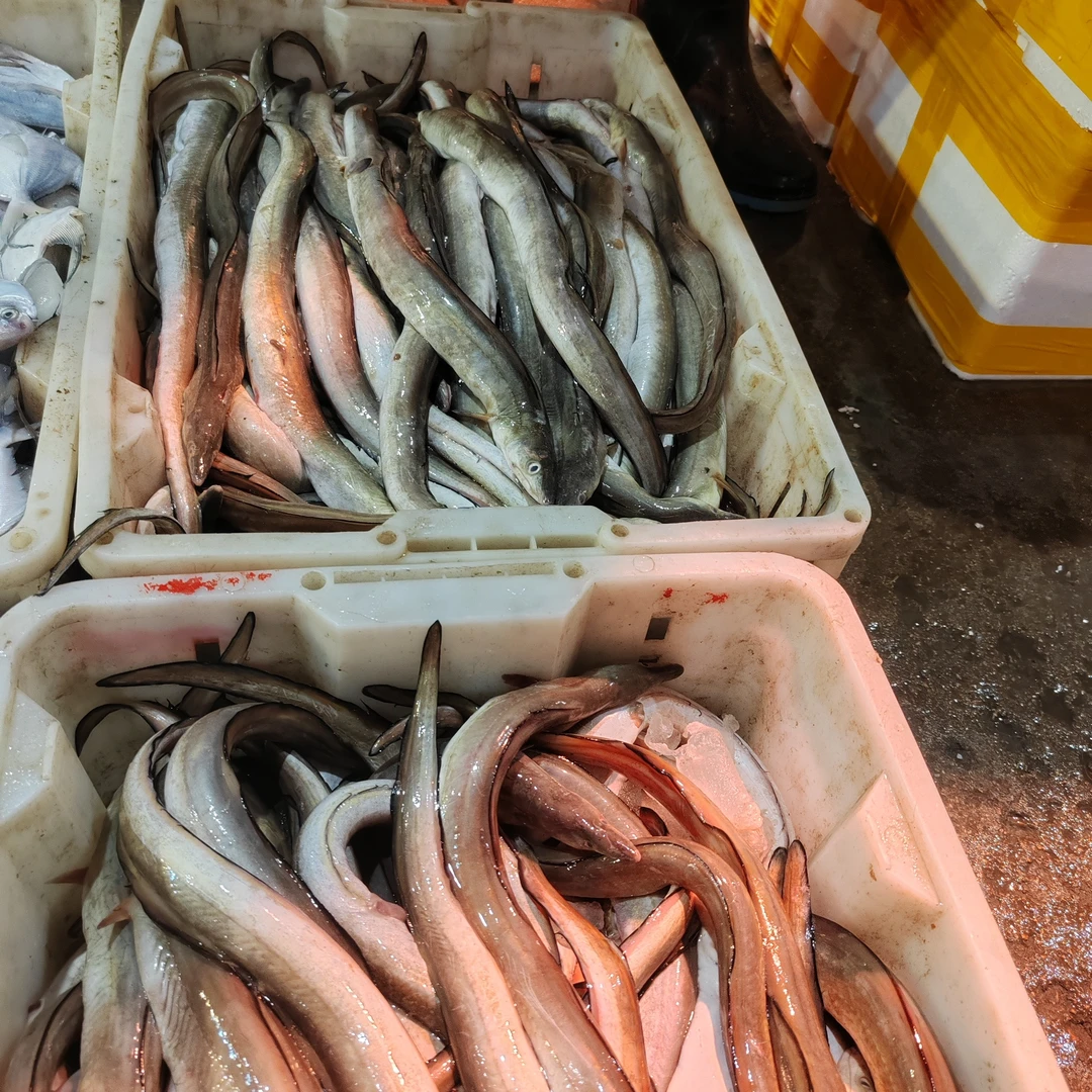 日照本地海捕鳗鱼