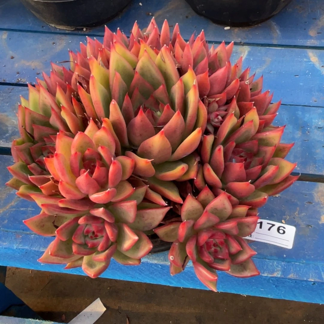 无花朵若如东云单拍E176