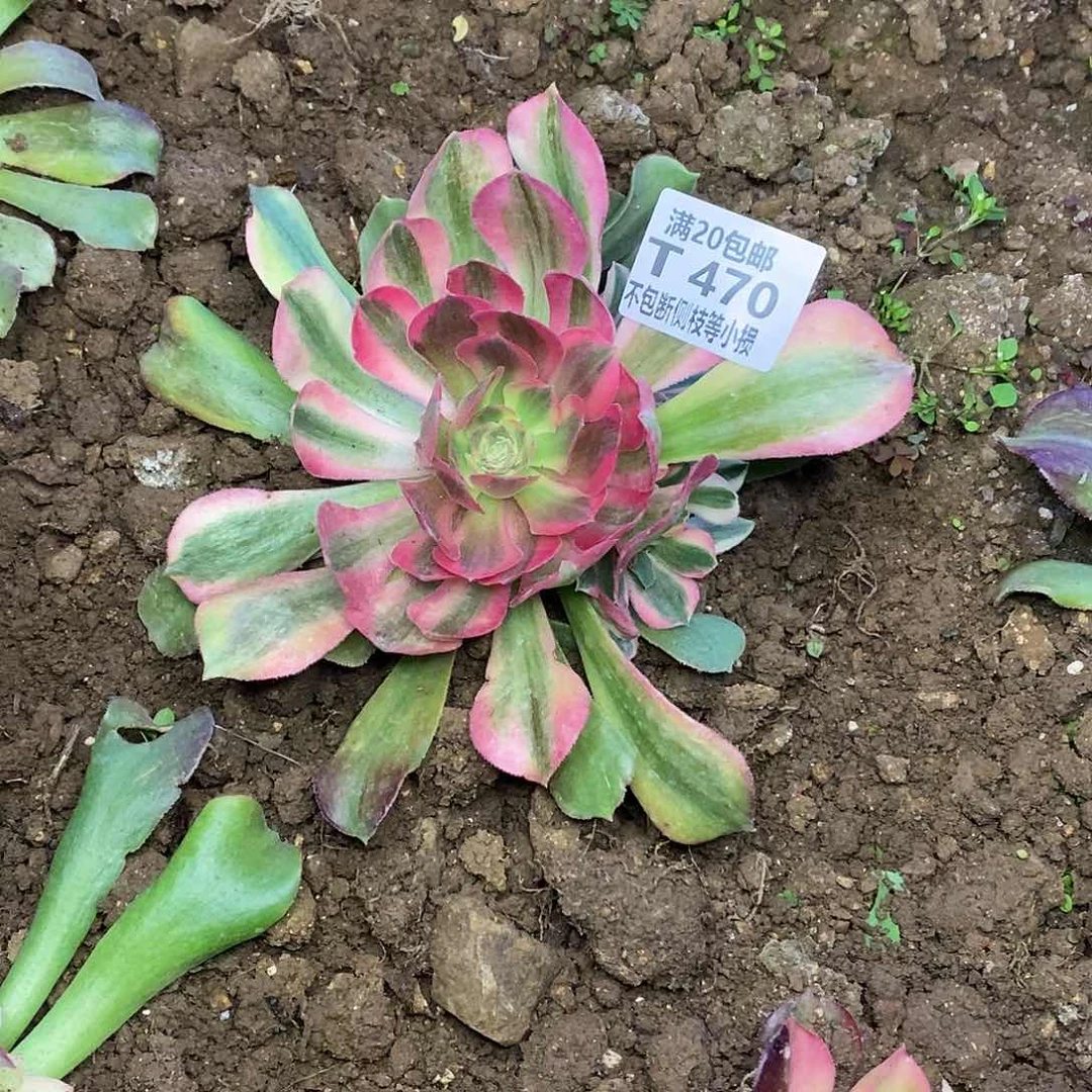 470香妃多肉法师锦多肉