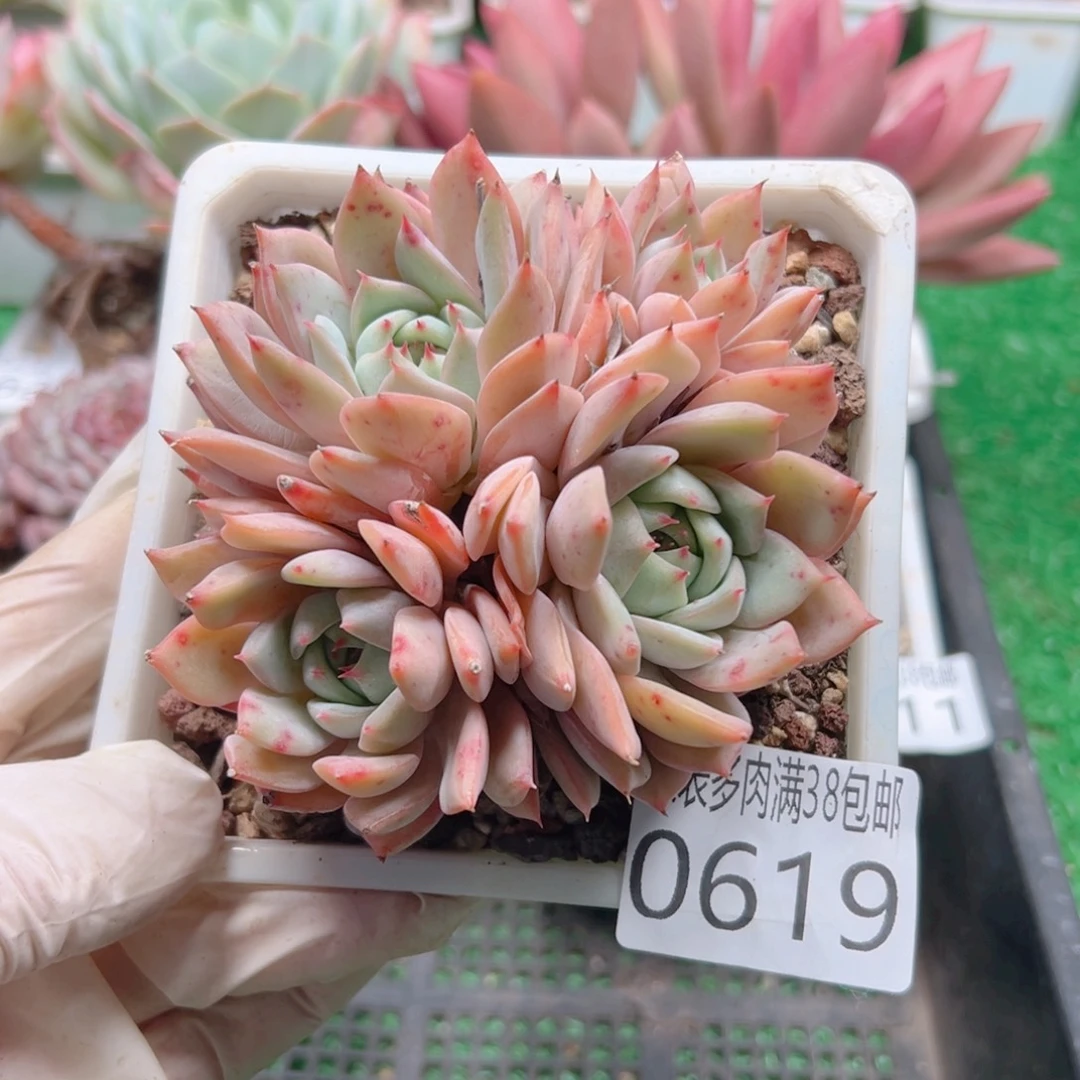 无花朵多肉一物＿拍植物0619