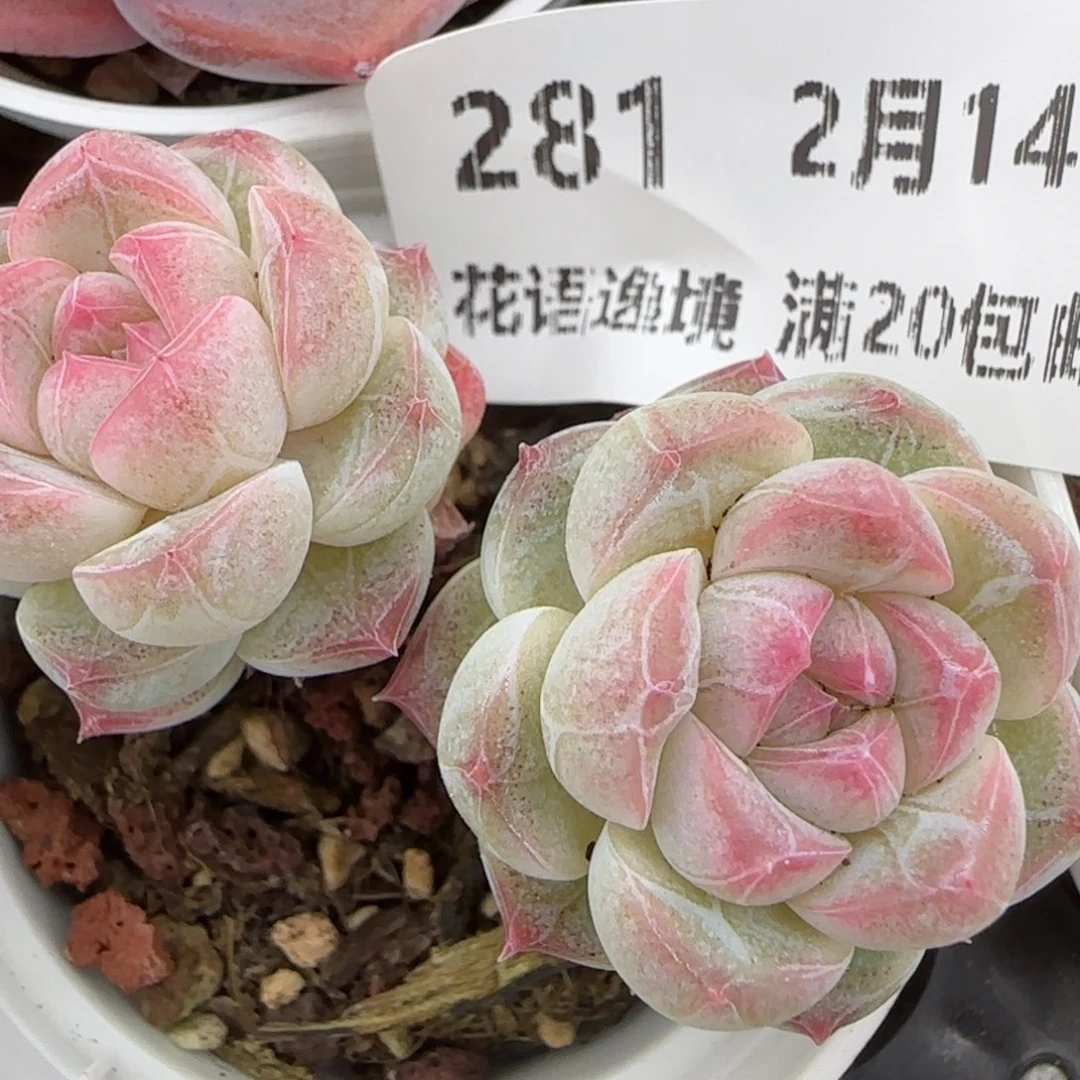 花语逸镜0214-281