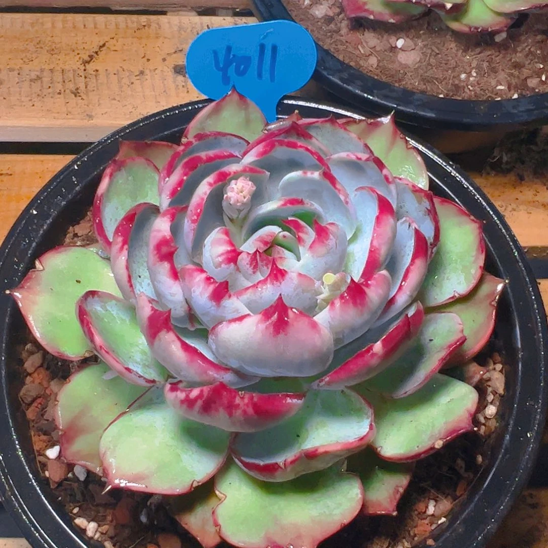 惊鸿仙子一物一拍4011号（有裂口）