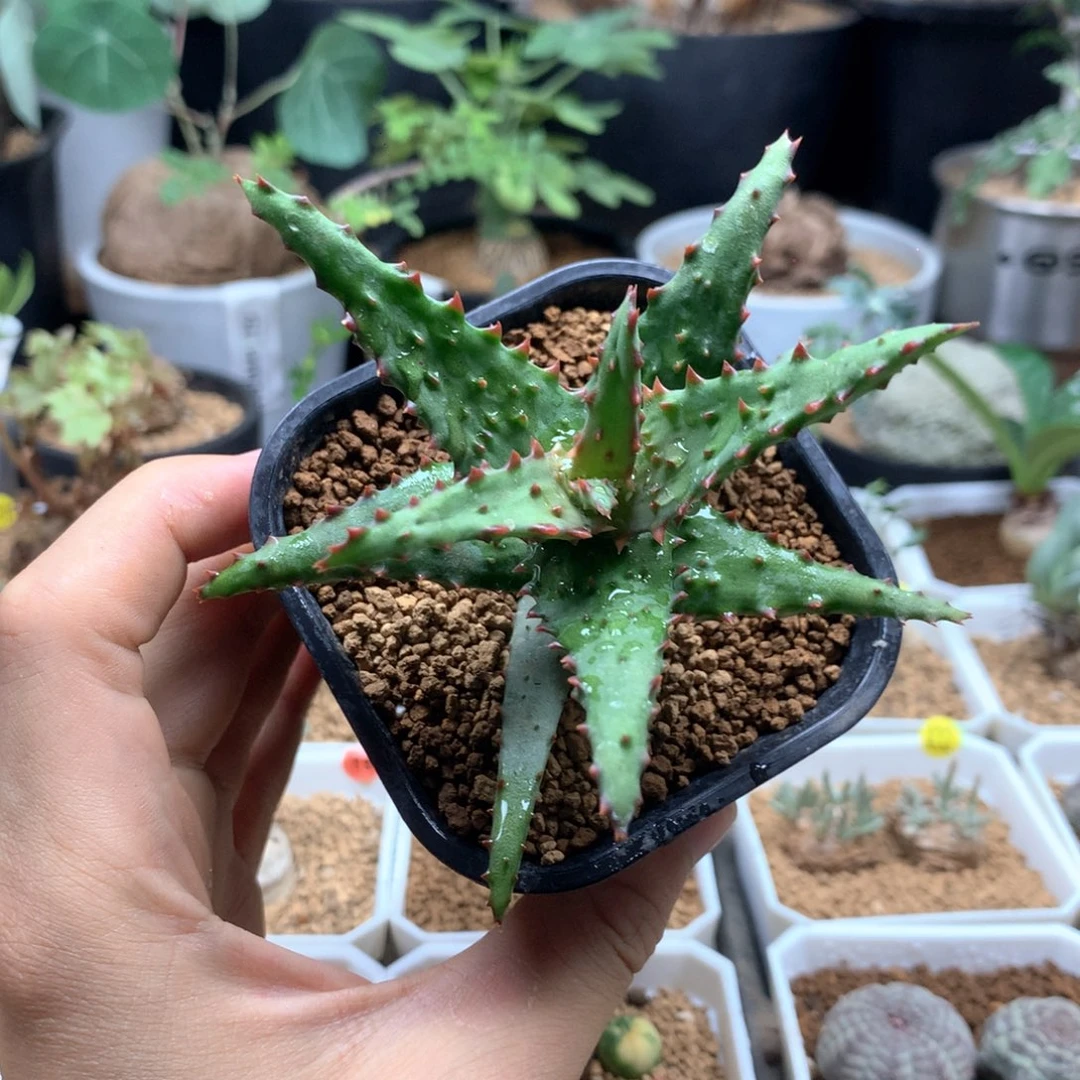 强刺卡萨帝芦荟多肉脱土