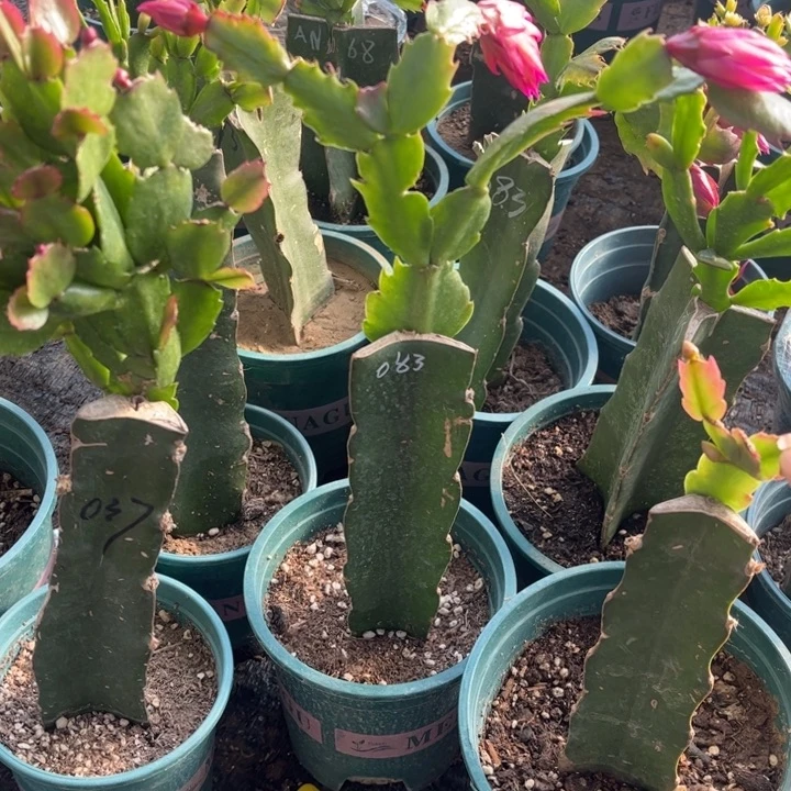 菲***儿3号紫异类00000000000